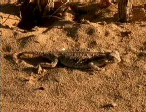 Horned Lizard