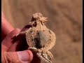Horned Lizard