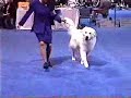 Eukanuba Great Pyrenees #4