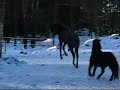 lusitano gymnastics