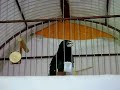 BICUDO NITER�I
