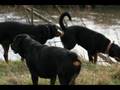 Rottweiler video