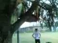 xxx porn inculata su un albero