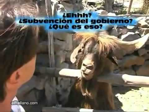 No discuta con la cabra