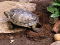 Red-Eared Slider Turtle Digging a Hole