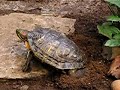 Red-Eared Slider Turtle Digging a Hole