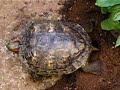 Red-Eared Slider Turtle Digging a Hole