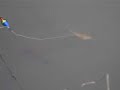 Crawfish fishing - ?????????