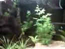 aquario plantado c/ fauna de samanbaias cabombas sagitaris e pexes como apistograma doble orange, paraiso albino, tetras neons cardinais cascudo pepita de ouro iriri e barbus titéia albino. ibiuna sp 