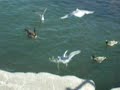 bird feeding frenzy