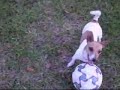 Ms Deja - Soccer and Tether Ball Dog