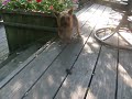 Bad Ass Yorkie