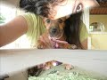 My little Chorkie Roxy!