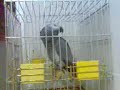 MI  LORO RUFO(2)