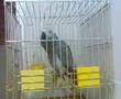 MI LORO RUFO(2)