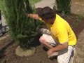 Greenbush Gardening Tips - Butterfly Garden