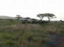 Zebra - Phinda, South Africa