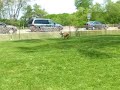 Caesar running lure course
