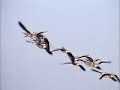 Migratory Bar headed Goose Video by Shirishkumar Patil