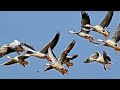 Migratory Bar headed Goose Video by Shirishkumar Patil