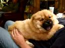 chow-chow-puppy-ushi-2.html