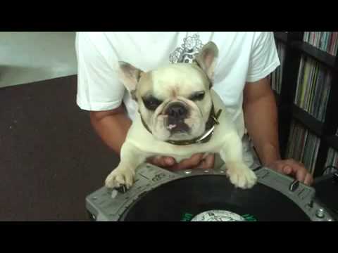 Perro dj
