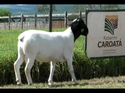 Dorper - Caroatá 2403