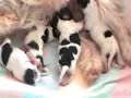 Peppels hat Hundebabys