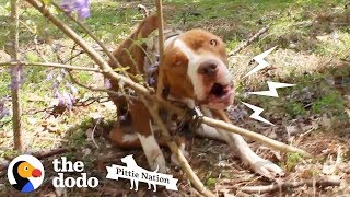 Pit Bull Chained to Tree Transforms Into the Happiest, Prettiest Girl | The Dodo Pittie Nation by The Dodo
