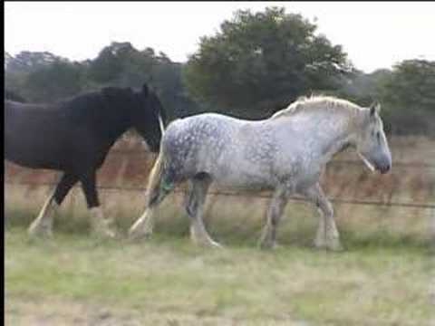 SHIRE BATLEY GREY LADY