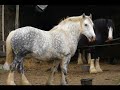 SHIRE BATLEY GREY LADY