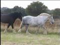SHIRE BATLEY GREY LADY