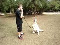 Adestrador de Cães - Treinamento Boris Adestrador de Cães - Treinamento Boris