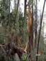 Stanley Park Damage