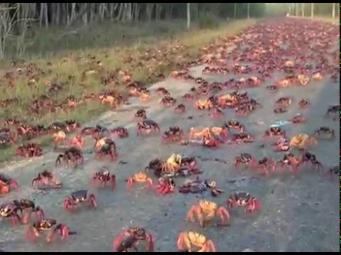 Movimiento lateral de cangrejos