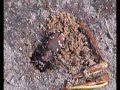 Mating tiger beetles (Cicindela hybrida) Mating tiger beetles (Cicindela hybrida)