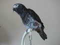 Adams Family Whistle Lots of Talking by my Parrot