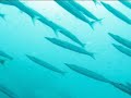[DIVING] Tha� diving (Tha�land Part-3)