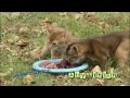 Abyssinian kittens first day out! Abyssinian