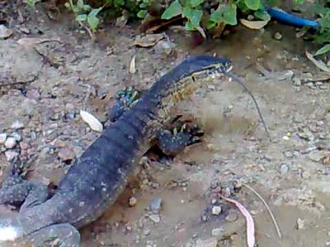 eaten alive