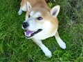 柴犬動画