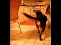 Lucy Dog loves the chicken
