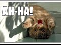 Caturday V