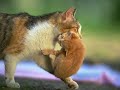 Caturday V