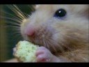 An Interesting Hamster