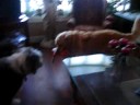 Buffy & Ruff - playing with dog toy (Aug. 5, 2008)