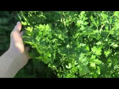 Видео: BDPg82bB9ls