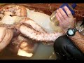 Colossal Squid Colossal Squid