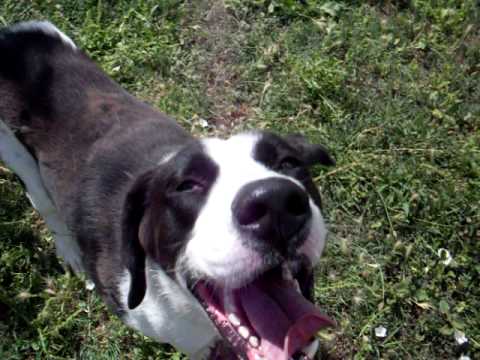 dogue allemand