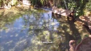 عين جاحولا  عين بلاطة עין תאו מעיינות בחולה